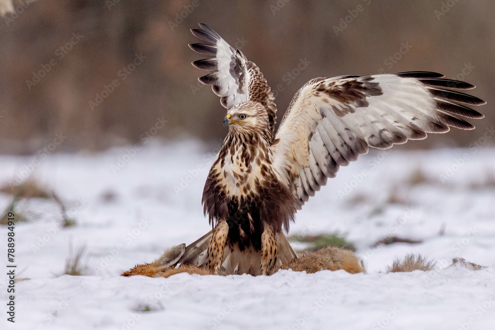 Fototapeta premium Close-up of a Rough-Legged Buzzard in snowy Poland