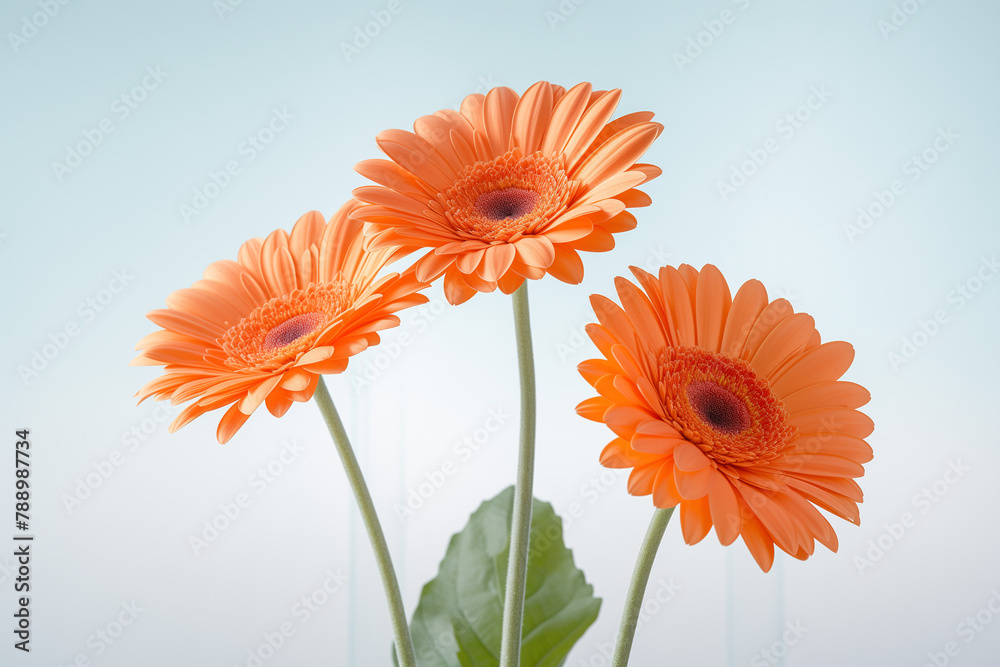 Close-up perspective of orange gerbera isolated background Close-up perspective of orange gerbera isolated background