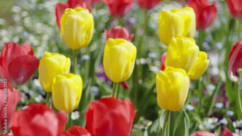 Tokyo,Japan - April 15, 2024: Closeup of colorful tulip flowers in a garden
Tokyo,Japan - April 15, 2024: Closeup of colorful tulip flowers in a garden