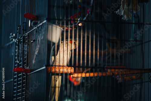 Female Cockatiel bird aka Nymphicus hollandicus...