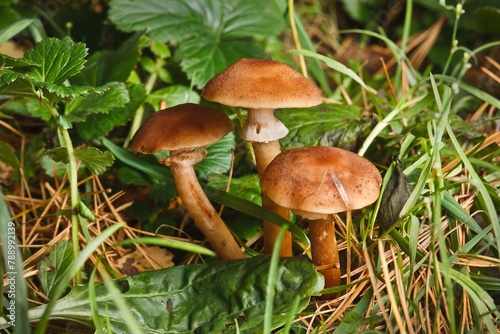 Blocked wild mushrooms on a green meadow