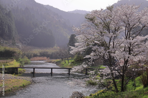 四国、清流四万十川の沈下橋に桜が咲く頃