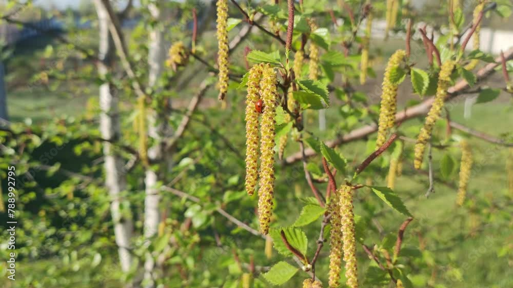 birch buds on branches. buds on trees in spring. birch blossoms. birch branches. birch buds on branches. buds on trees in spring. birch blossoms. birch branches.