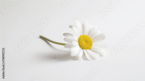 Simple daisy flower on white background : Generative AI