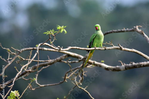 Parrot On Branch