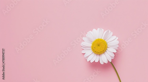 Beautiful chamomile daisy flower on neutral pink background Minimalist floral concept with copy space Creative still life summer spring background : Generative AI