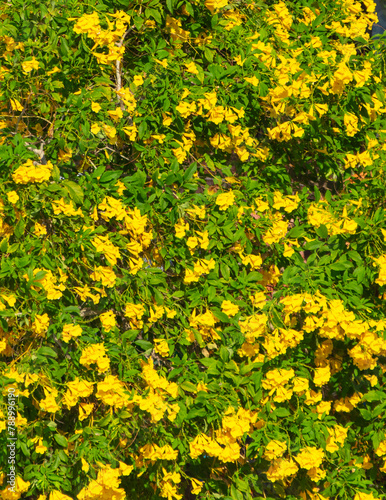 Beautiful yellow flowers on a tree in the tropics