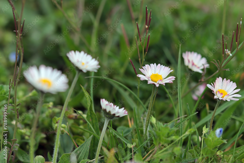 daisy in the grass daisy in the grass