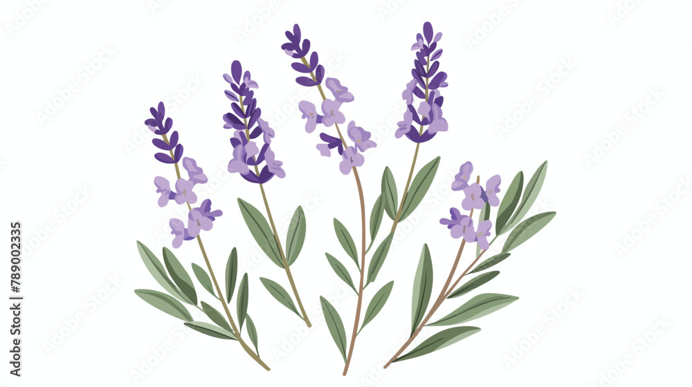 Purple lavender or lavendulan with stem and leaves 