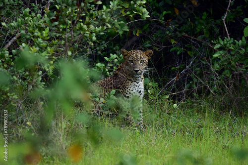 leopard in the grass