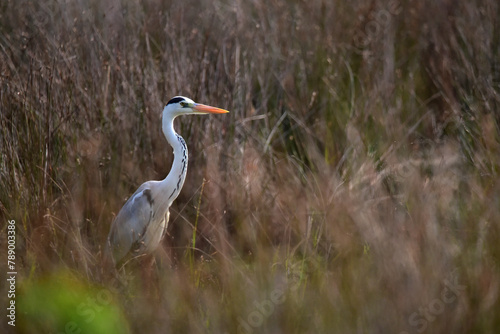 great blue heron