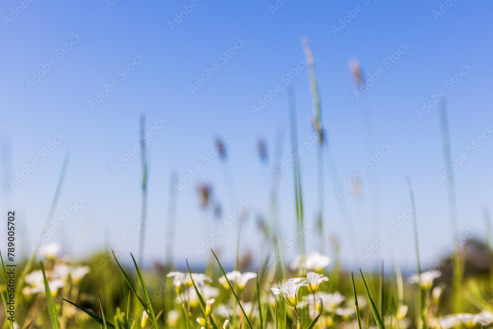 Summer flowers on a meadow and a blue sky Summer flowers on a meadow and a blue sky