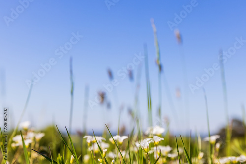 Summer flowers on a meadow and a blue sky