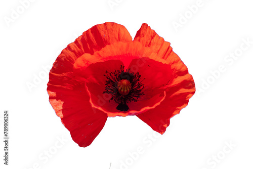 close-up photo, beautiful red flower, poppy	
