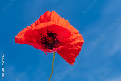 close-up photo, beautiful red flower, poppy