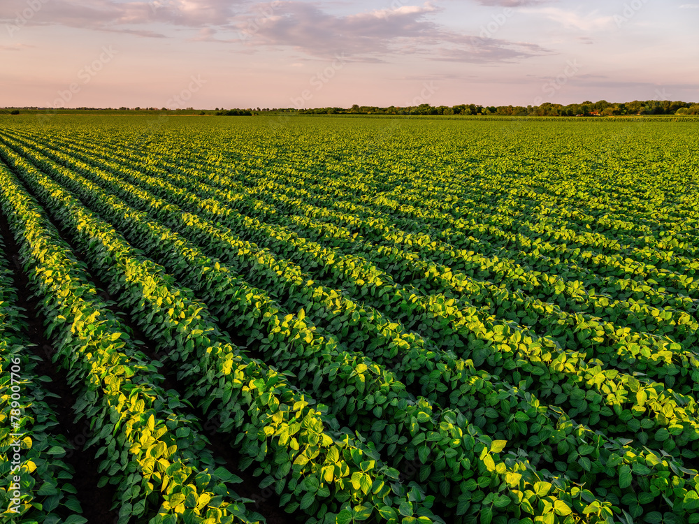 Vibrant soybean plants thriving in neat rows under the warm glow of the setting sun