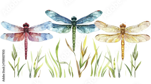 Set of Four beautiful colorful dragonflies 
