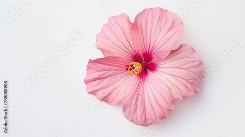 Pink hibiscus flower isolated on white background Top view Flat lay : Generative AI photo