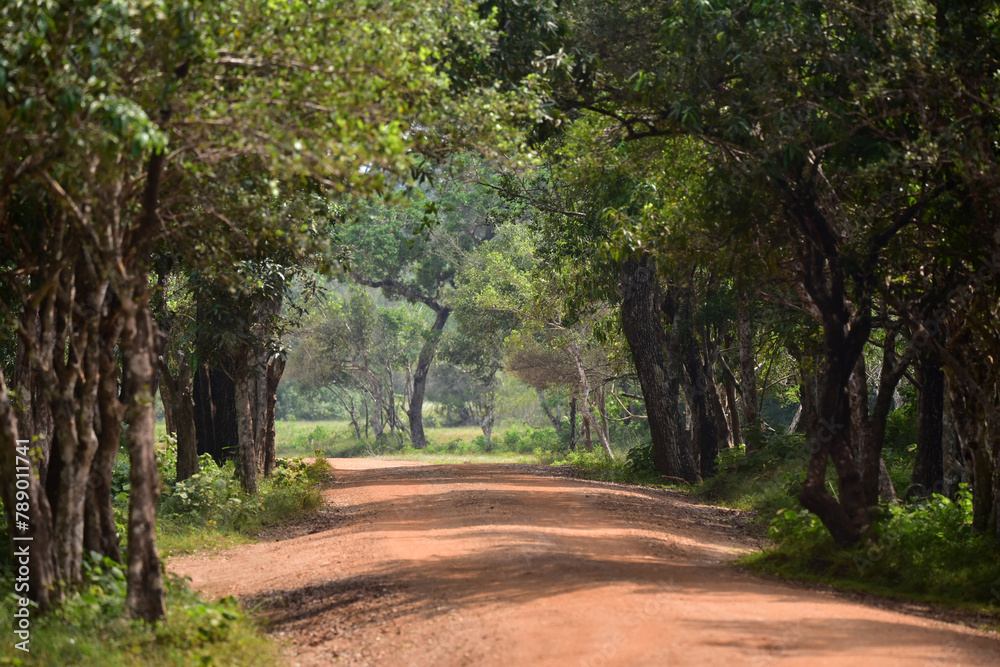 Naklejka premium path in the park