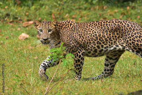 portrait of a leopard