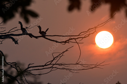 silhouette of a tree at sunset