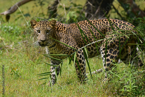 leopard in the grass
