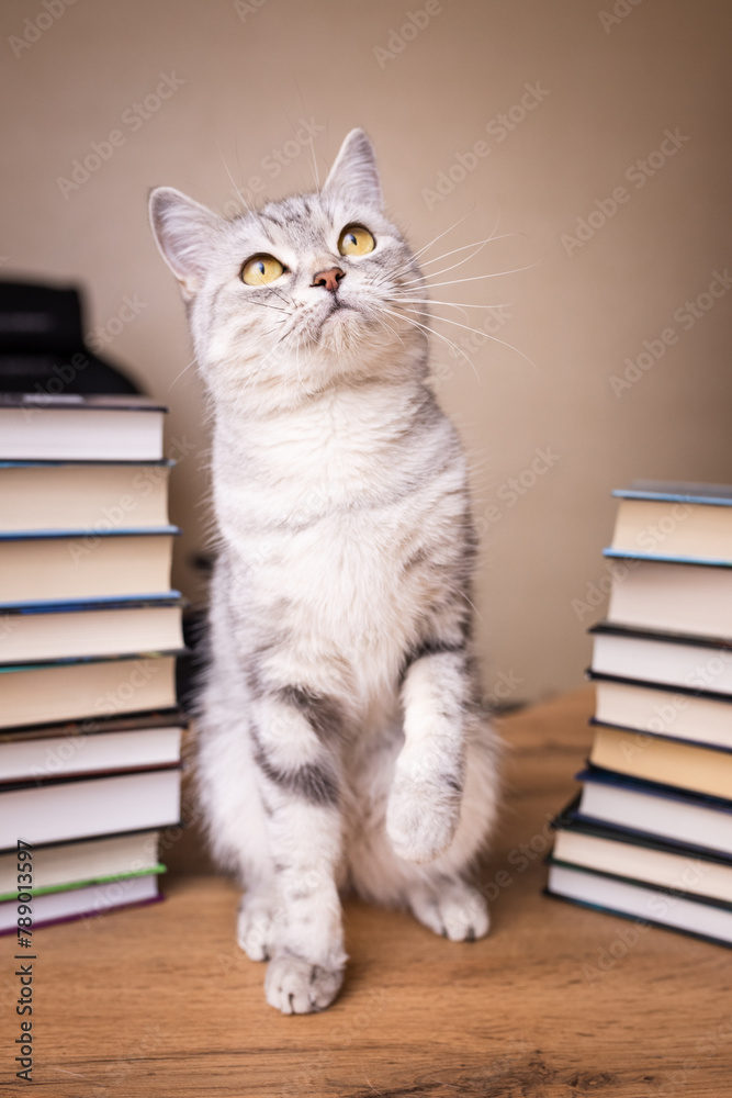 gray british cat and many books. gray british cat and many books.