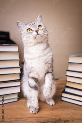 gray british cat and many books.