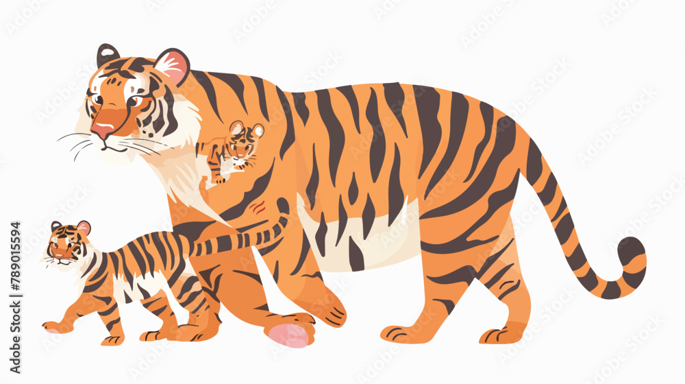 Tiger carrying its cub isolated on white background.