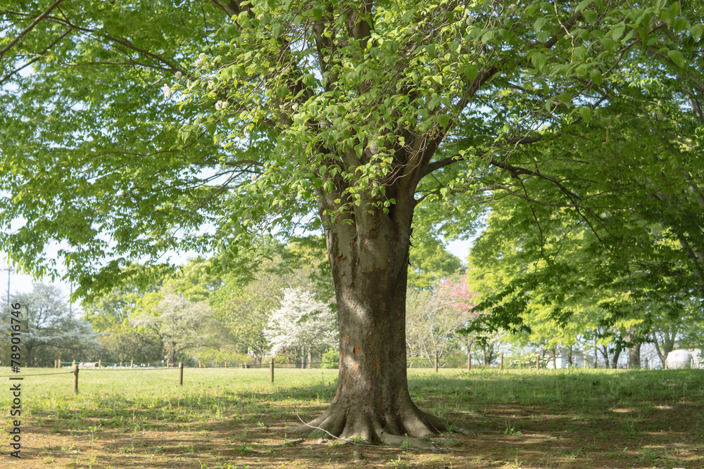 ぼかした芝地に大きな木【智光山公園】日本埼玉県 ぼかした芝地に大きな木【智光山公園】日本埼玉県