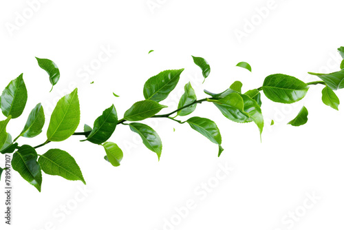 Green tea leaves flying and falling isolated on background, tropical leaf for border element, fresh natural foliage, organic herbal in form of wave and swirl.
