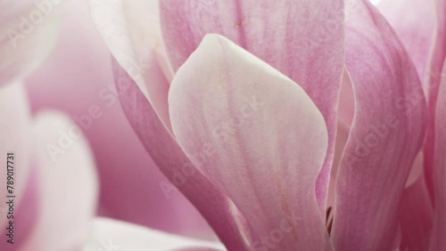 Wallpaper Mural Magnolia Sulanjana flowers with petals in the spring season. A light breeze stirs the beautiful pink magnolia flowers in spring, selective focusing. Torontodigital.ca