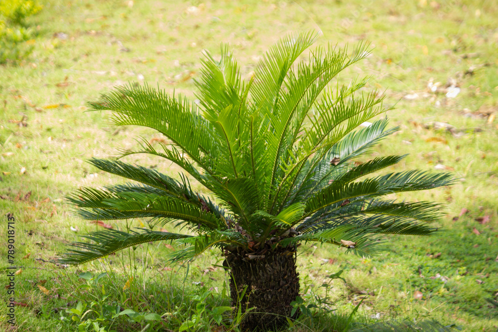 Fototapeta premium Cycas revoluta or called Sago palms is a species of Cycas revoluta or called Sago palms is a species of Cycas revoluta or called Sago palms is a species of gymnosperm in the family of Cycadaceae
