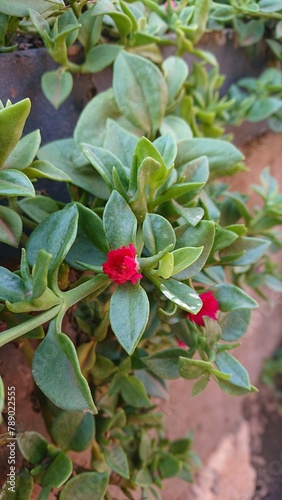 red and yellow flowers
