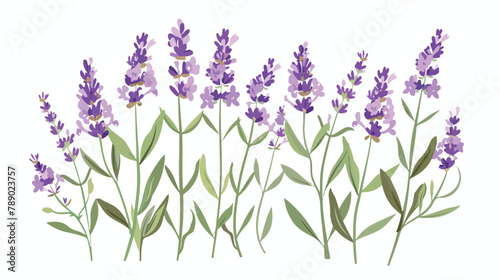 Purple lavender or lavandula with stem and leaves isolated