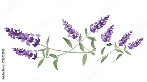 Purple lavender or lavandula with stem and leaves isolated