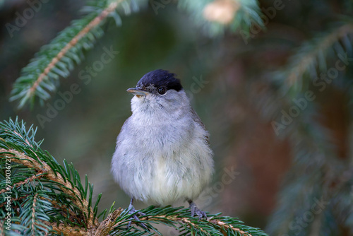 Male blackcap perched on a pine tree.