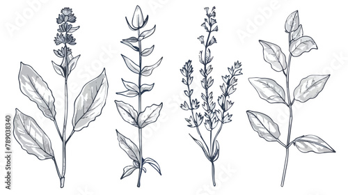 Set of Four herbs. Collection hand drawn medical bota photo