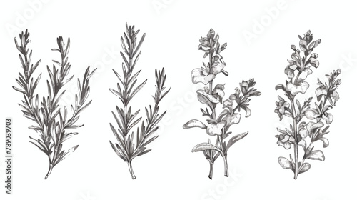 Set of Four monochrome drawings of rosemary plants wi photo