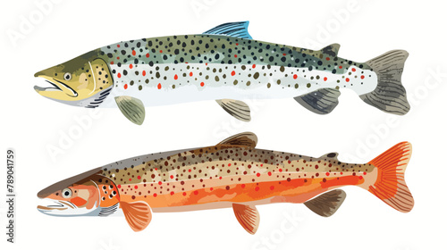 Side view of Atlantic spotted fishes. Baltic herrings