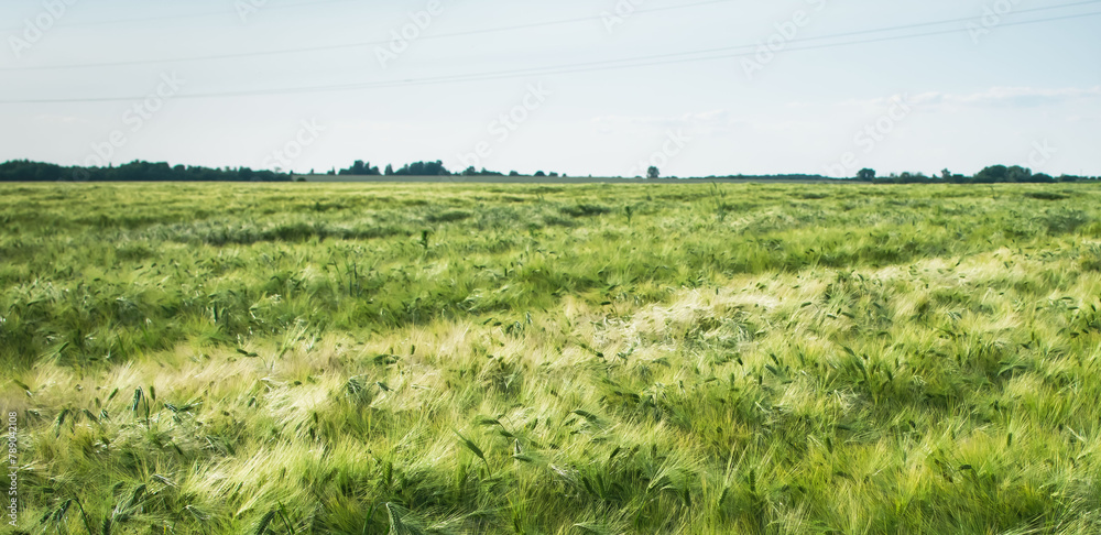 Fototapeta premium View of a field with grown grain