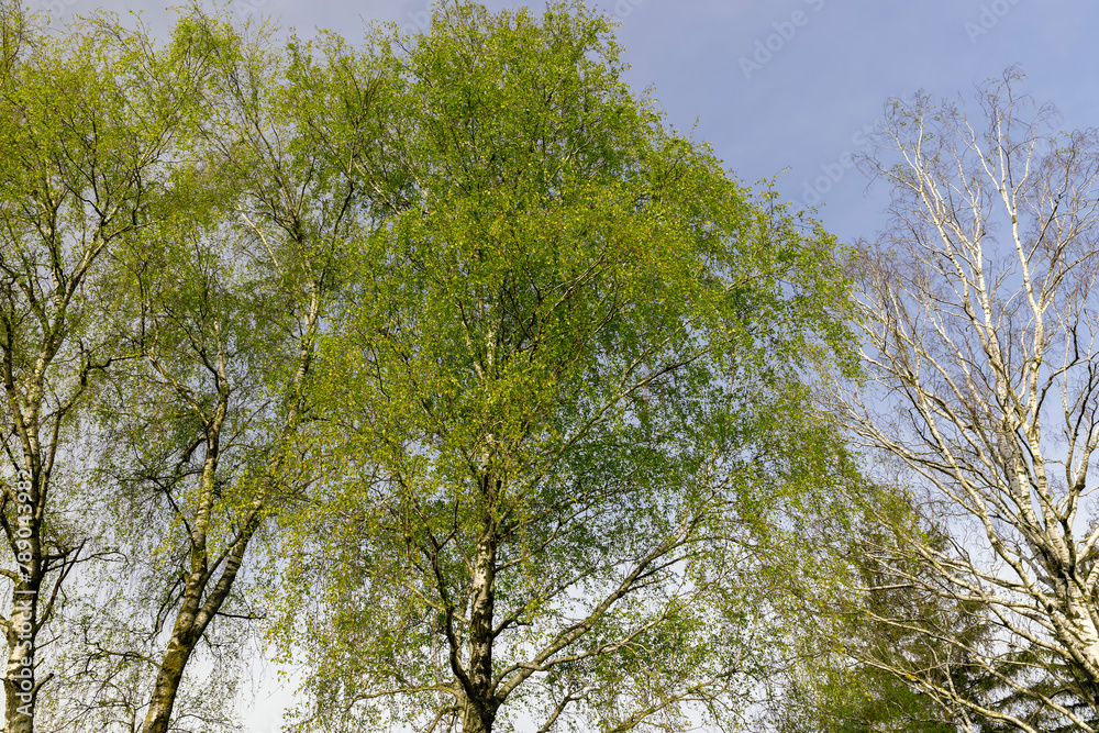 deciduous trees in the spring season during the day deciduous trees in the spring season during the day