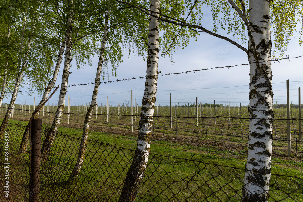 Obraz premium low young apple trees with the first foliage in cloudy weather