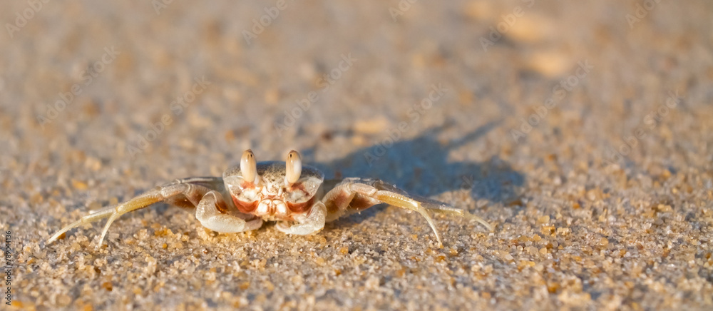 A crab on the beach is running on the white sand. Exotic animals in the resorts of tropical islands. The concept of a beach holiday in the tropics.