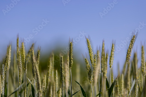 green wheat cereals in the field in summer before ripening photo