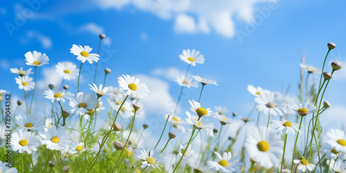 Idyllic Summer Field with Blooming Daisies under Sunny Blue Sky