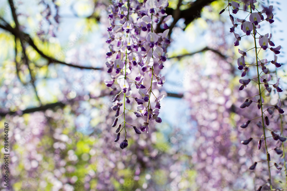 luxuriant wisteria flowers background in outdoors luxuriant wisteria flowers background in outdoors