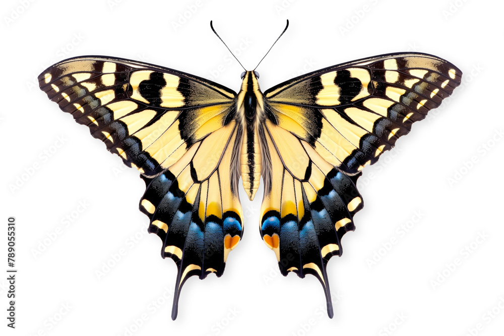 Beautiful Swallowtail butterfly isolated on a white background with clipping path Beautiful Swallowtail butterfly isolated on a white background with clipping path