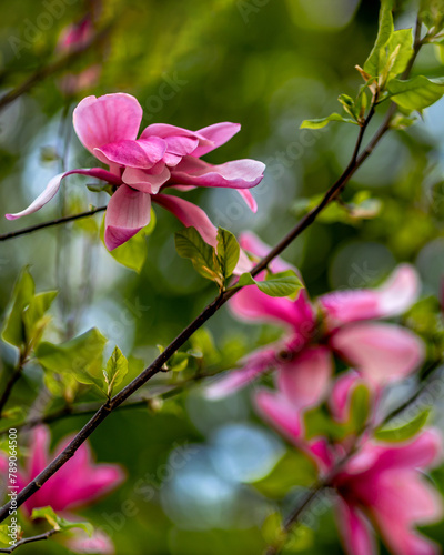 Magnolia flower on a blurred background, close-up.