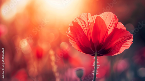 High resolution low angle close up macro photography of beautiful red flower in front of sunrise in winter. Warm sunshine made red petal transparently and turn in to pink flower